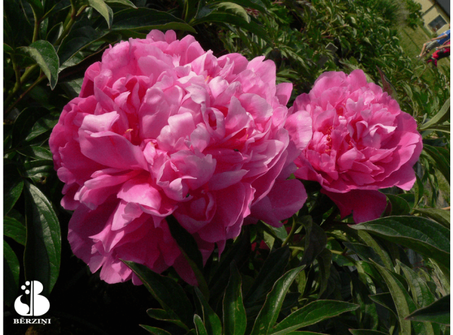 Paeonia lactiflora   'Princess Margaret'